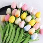 Tulip (10pcs mixed colour)